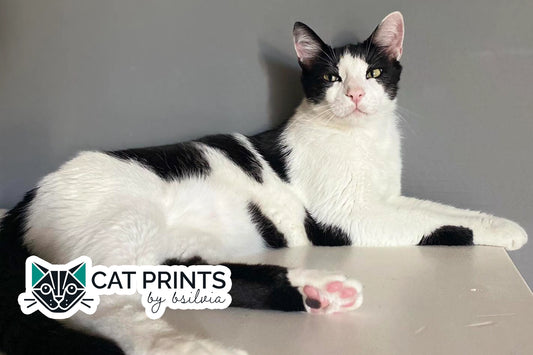 Welcome to CatPrints by BSilvia: A Purr-fect Beginning